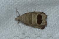 Notocelia uddmanniana