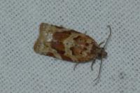 Argyrotaenia ljungiana