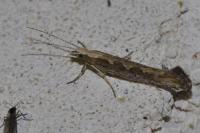 Plutella xylostella