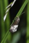 Notocelia cynosbatella