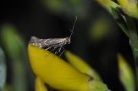 Phyllonorycter
