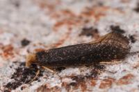 Monopis imella