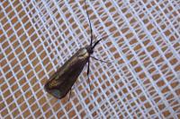 Adela reaumurella