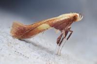 Caloptilia robustella