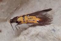 Schiffermuelleria schaefferella