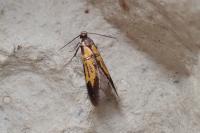 Schiffermuelleria schaefferella