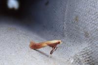 Caloptilia robustella