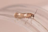 Atemelia torquatella
