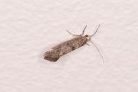 Swammerdamia caesiella