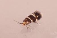 Phylloporia bistrigella