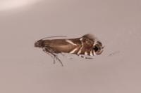 Glyphipterix