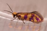 Micropterix tunbergella