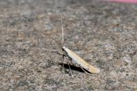 Aspilapteryx tringipennella
