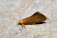 Crassa tinctella