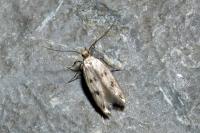 Borkhausenia nefrax