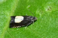 Pammene trauniana
