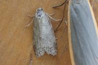 Cnephasia