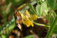 Olethreutes arcuella