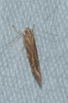 Pyroderces argyrogrammos