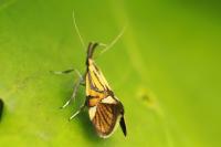 Alabonia geoffrella