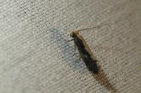 Monopis crocicapitella