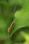 Nematopogon adansoniella