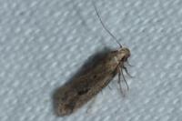 Mirificarma mulinella