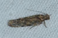 Psoricoptera gibbosella