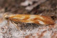 Mirificarma eburnella