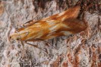 Mirificarma eburnella