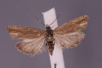 Eucosma parvulana