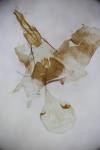Eucosma parvulana