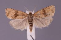 Celypha striana