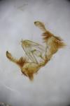 Celypha striana