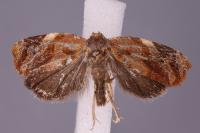 Ditula angustiorana