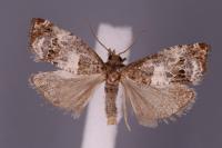 Notocelia rosaecolana