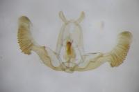 Notocelia rosaecolana