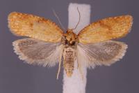 Clepsis consimilana