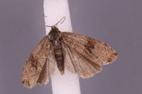 Celypha striana