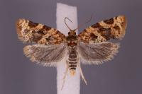 Argyrotaenia ljungiana