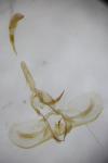 Argyrotaenia ljungiana