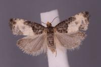 Notocelia cynosbatella
