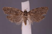 Cnephasia incertana