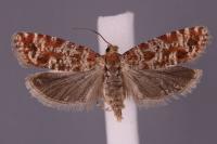 Rhyacionia pinivorana