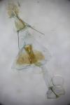 Rhyacionia pinivorana