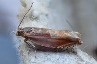 Ancylis mitterbacheriana