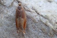 Ancylis mitterbacheriana