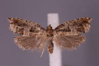 Ancylis achatana