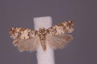 Thiodia trochilana