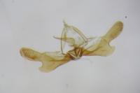 Thiodia trochilana